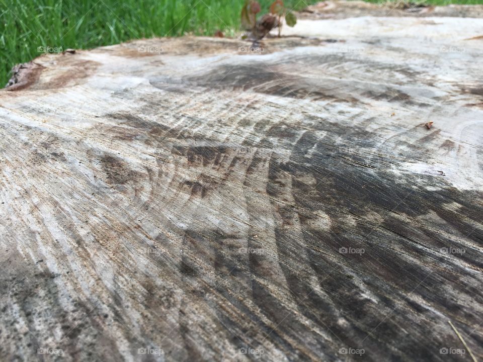 Tree stump