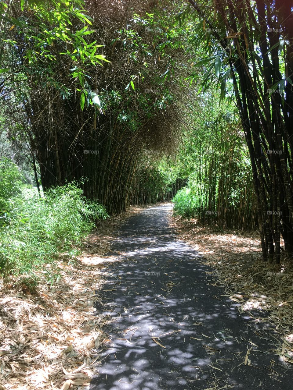 Scenics view of forest