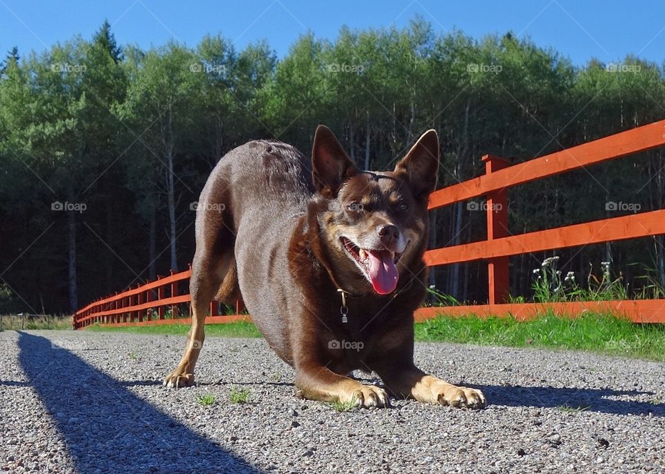 Mini the Kelpie showing her happy smile. Inside that fence there are a big herd of sheep...