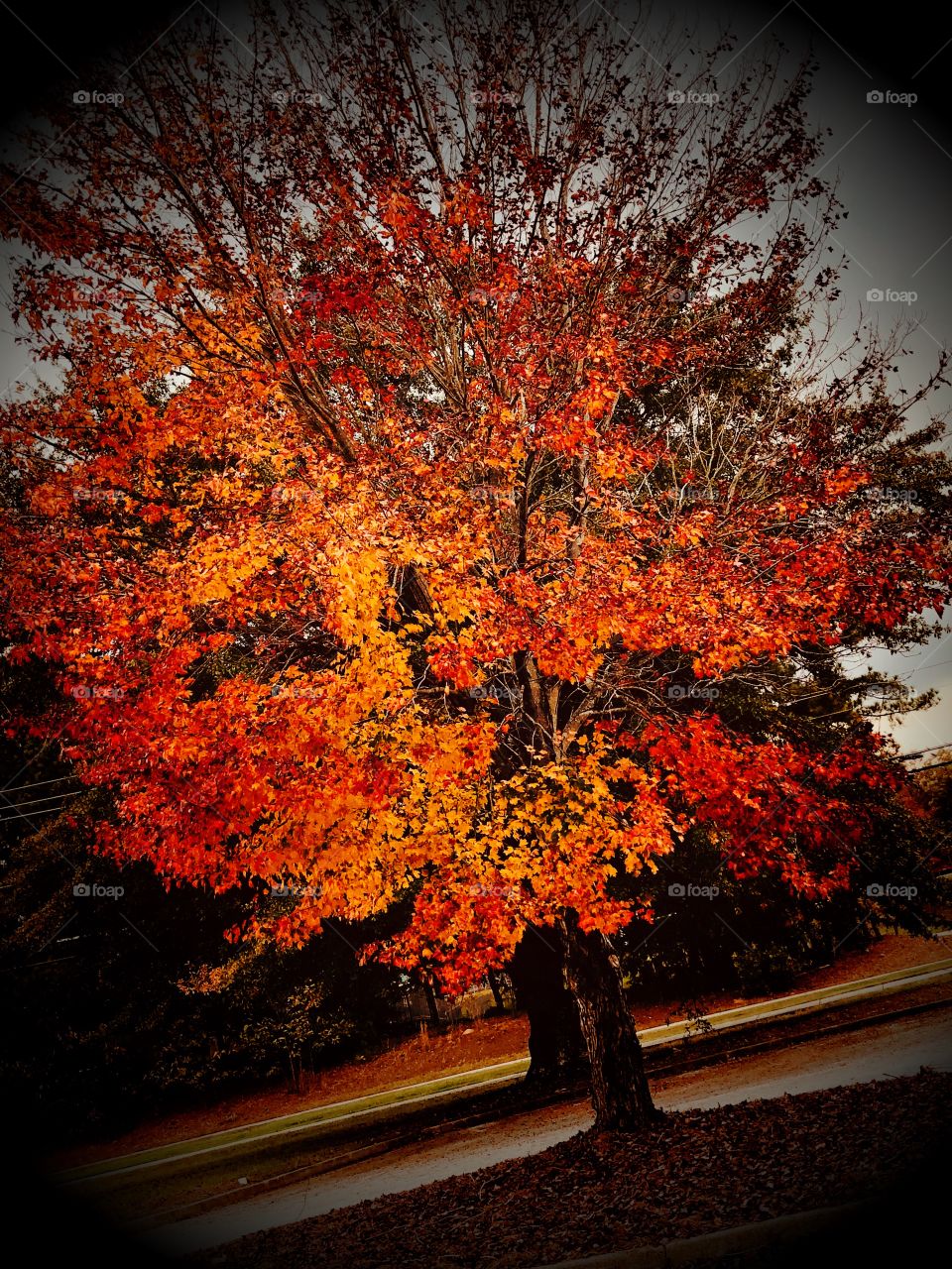 Fall tree with reds and yellows 
