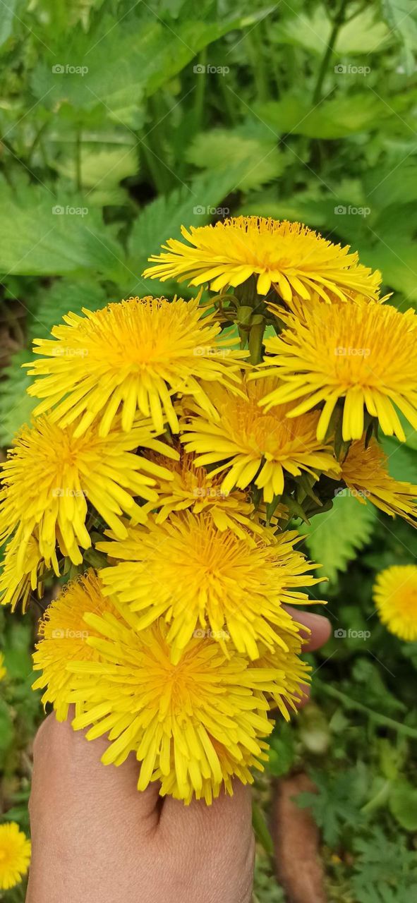 flowers yellow dandelions