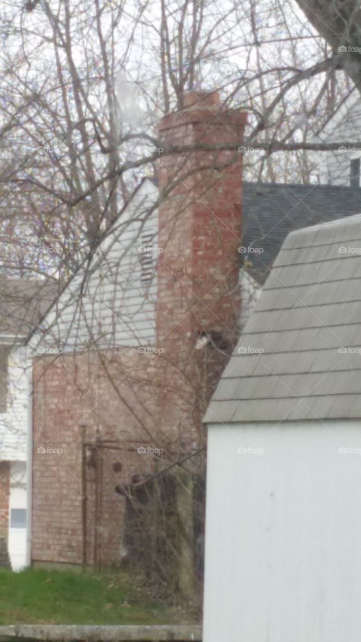 cat on chimney