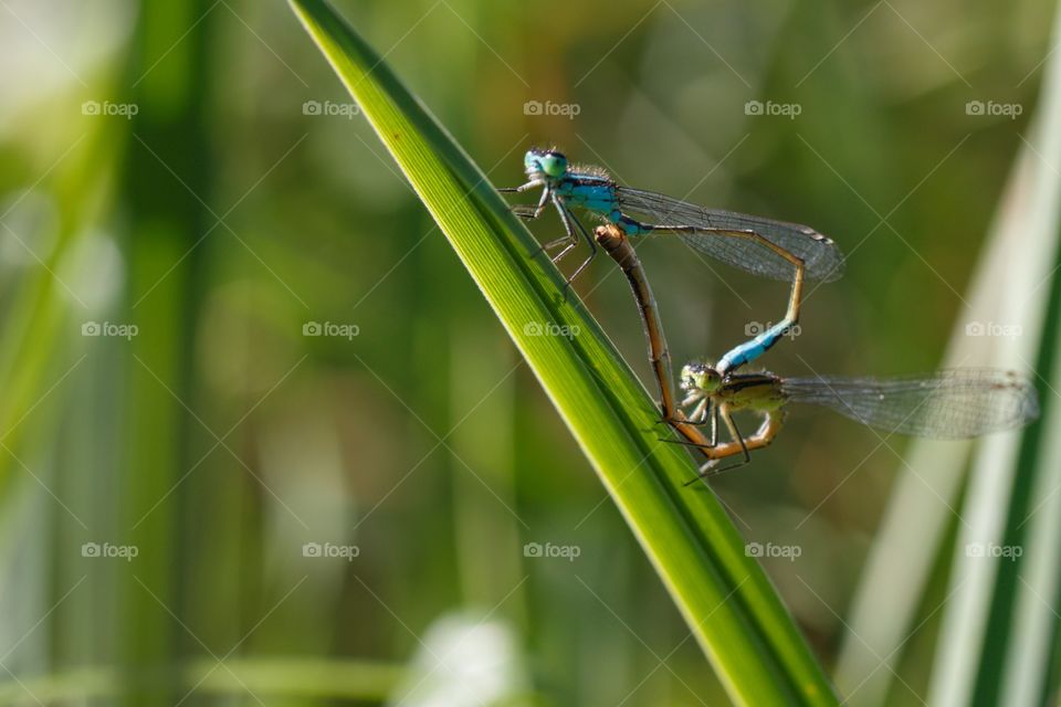 Damselfly pair mating