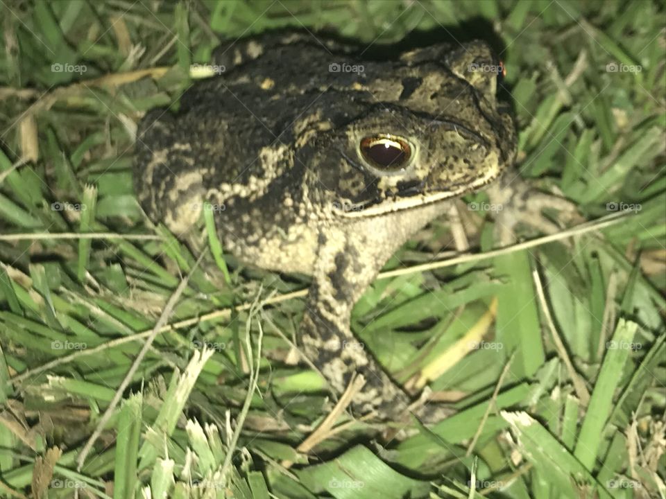Out door toad
