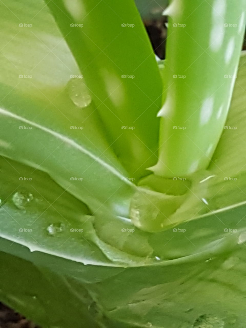 Aloe vera