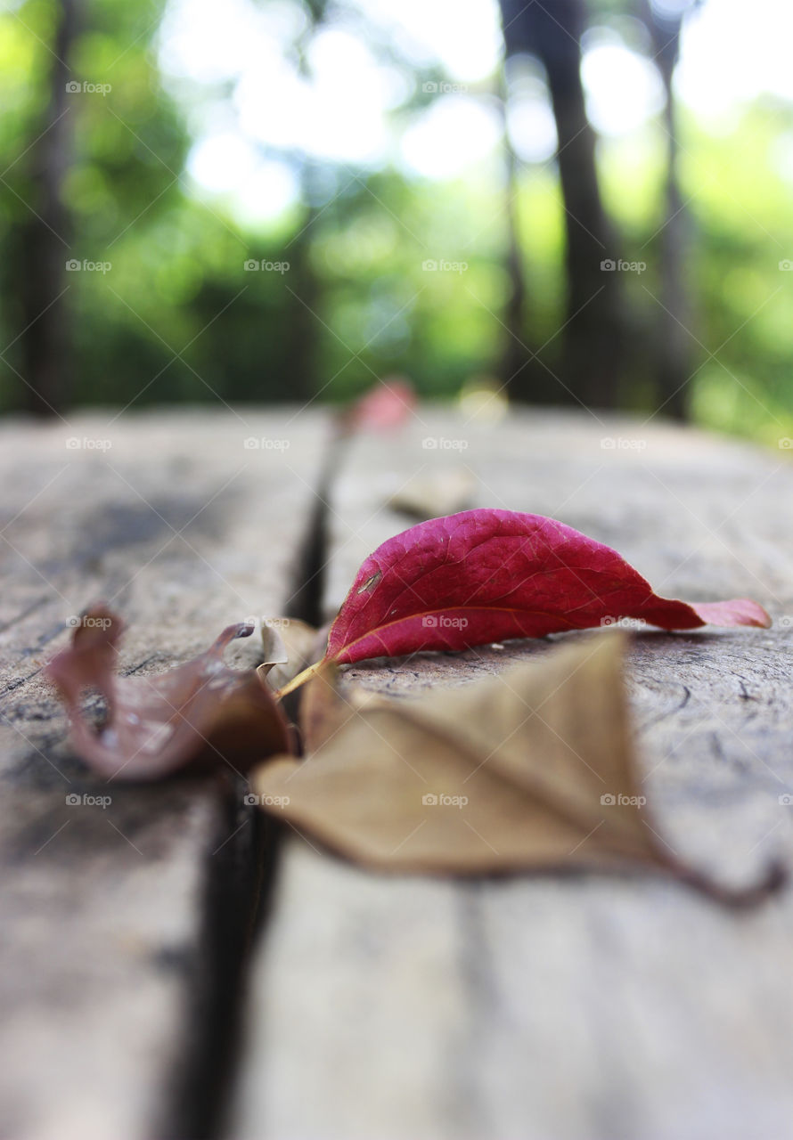 Autumn red and dry leaf on table