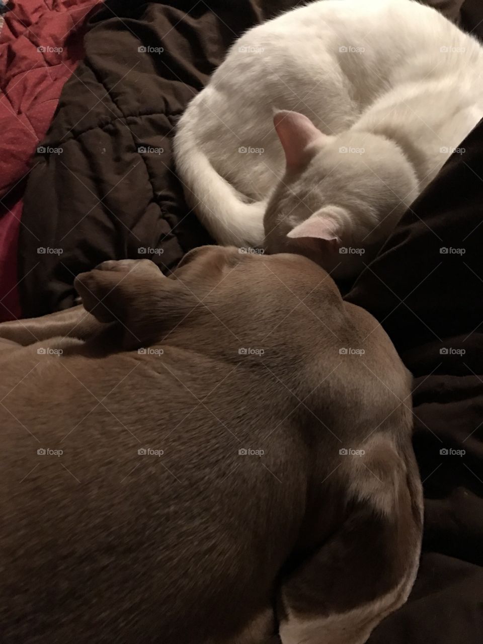 Casper the cat and Elvis the dog, cuddled ready for bed