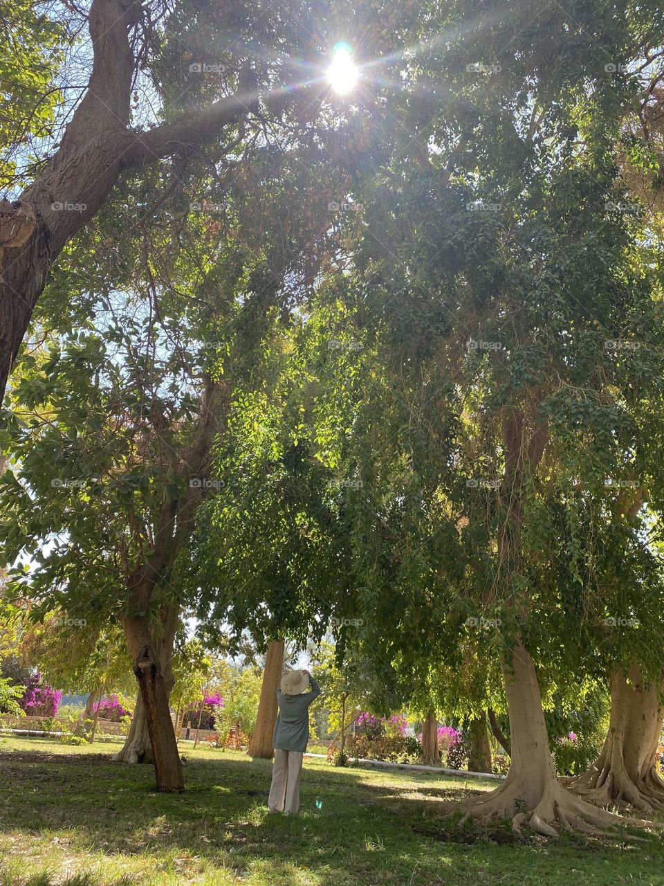 A woman’s looking at the tall trees in the island of plants, Aswan, Egypt 