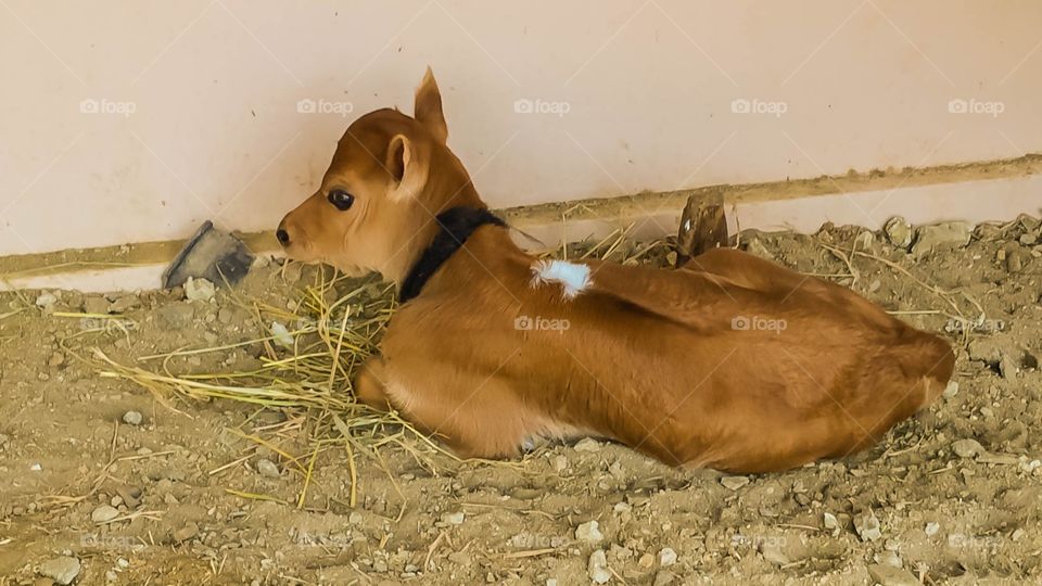 cute baby cow