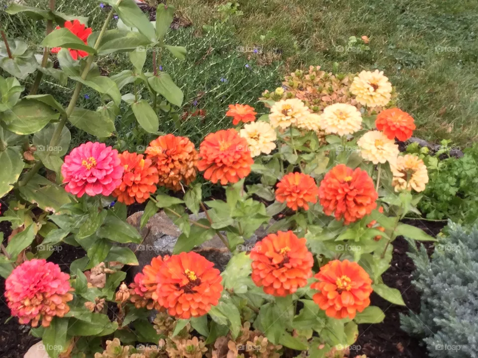 Orange and yellow Zinnias 