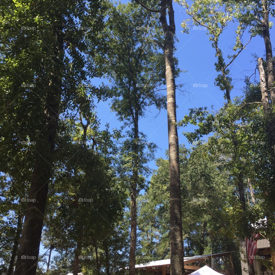 Treetops. Enjoying the scenery while sitting at B52 Brewery in Montgomery, Texas

