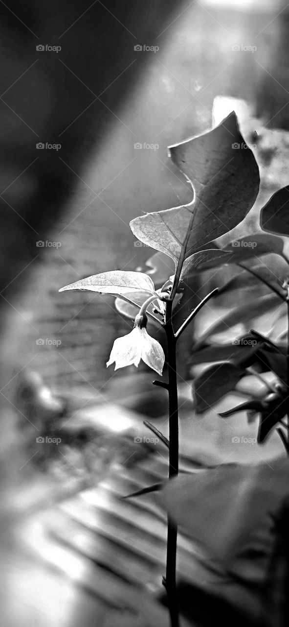 Flower detail in black and white