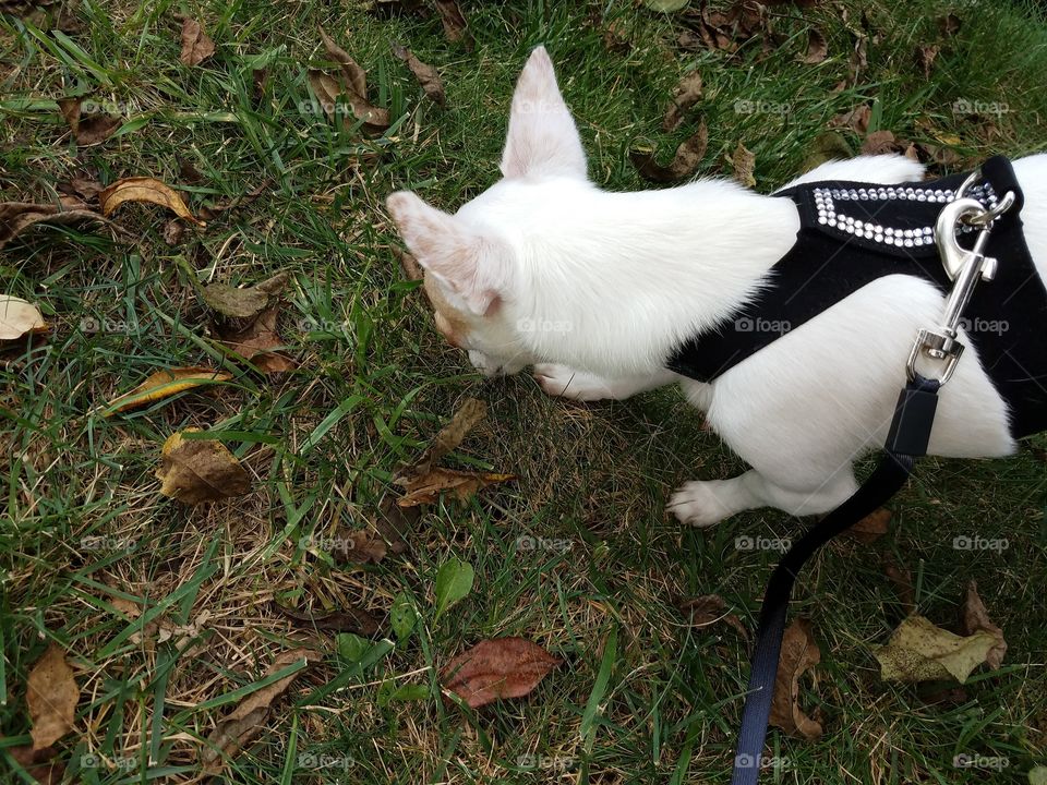 Chickie goes for a walk