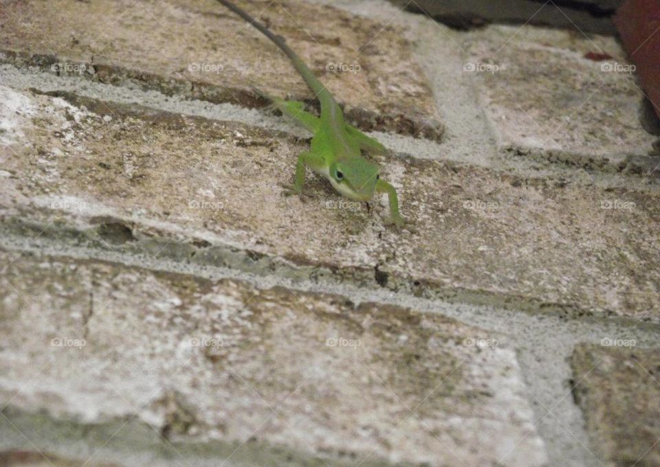 A gecko on a brick wall