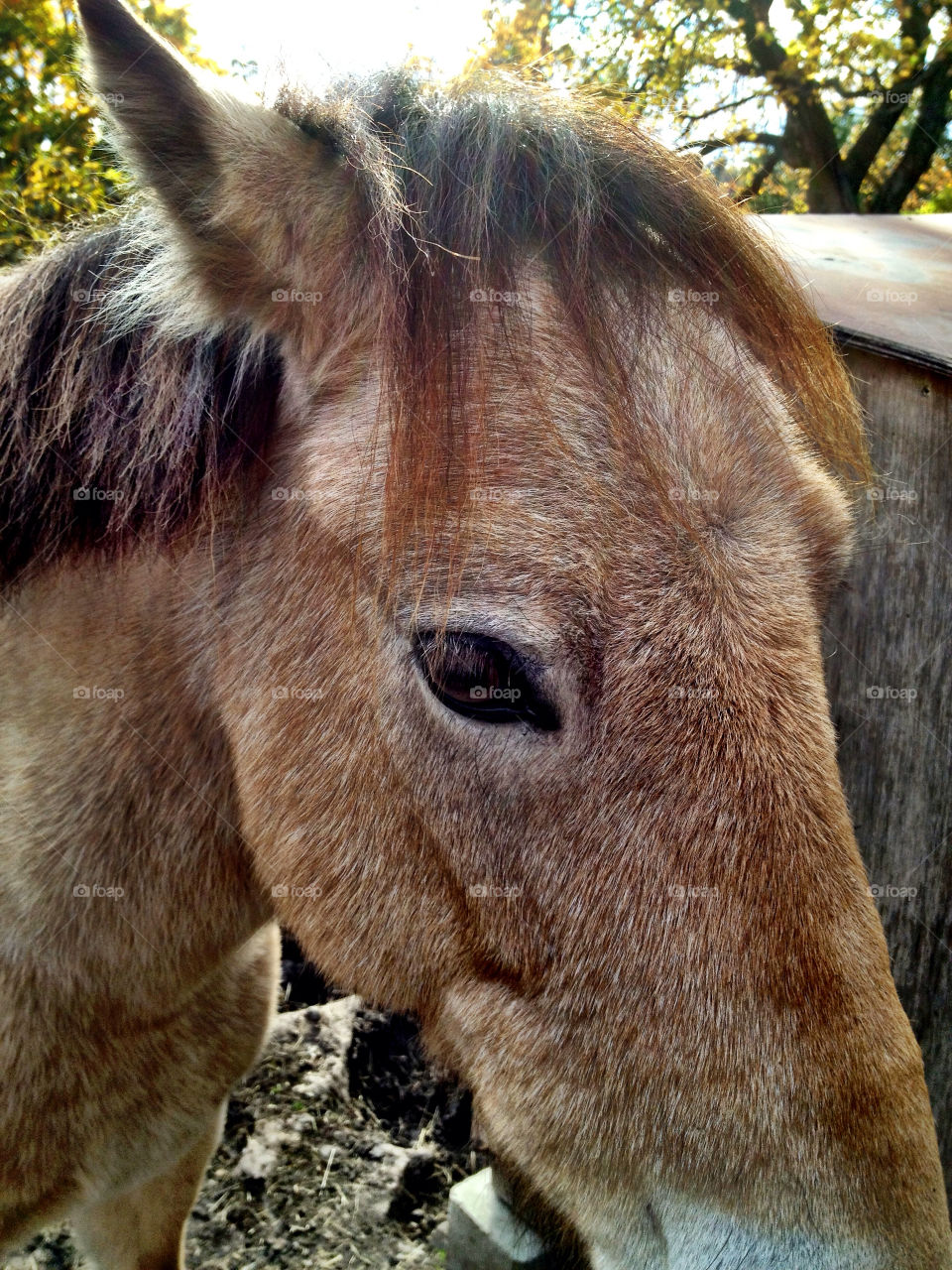 eye brown horse pony by carina71