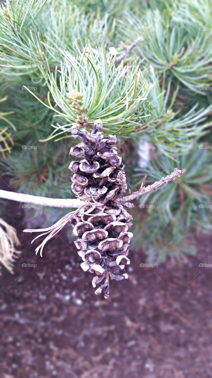 Pinecones