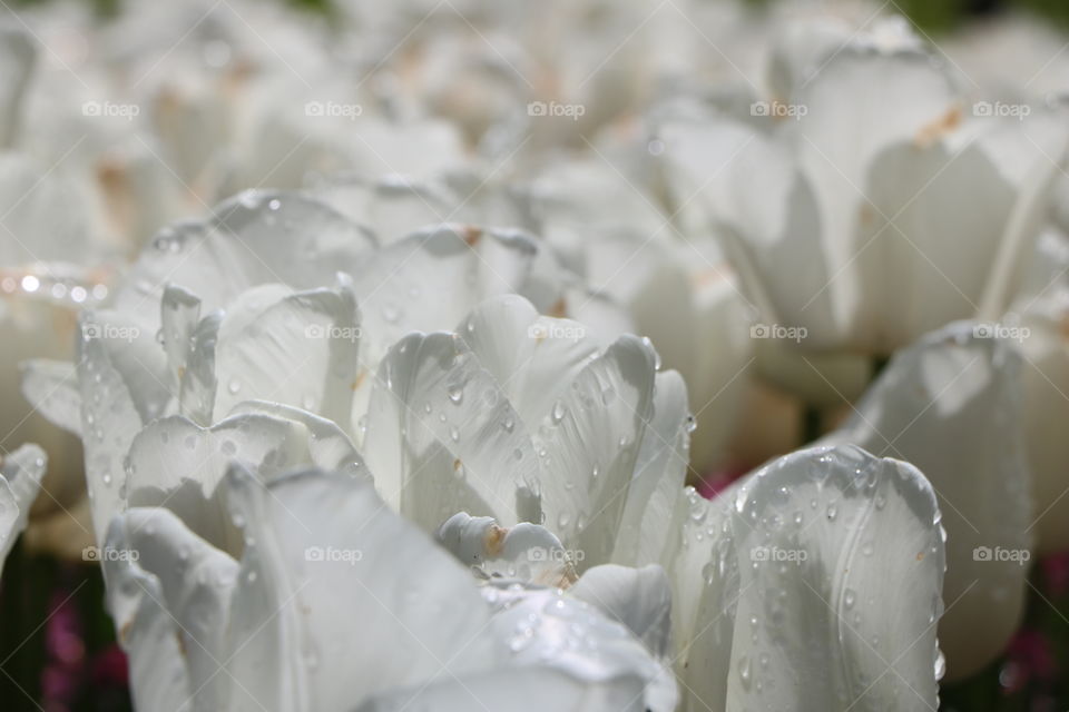 White tulips on a rainy day