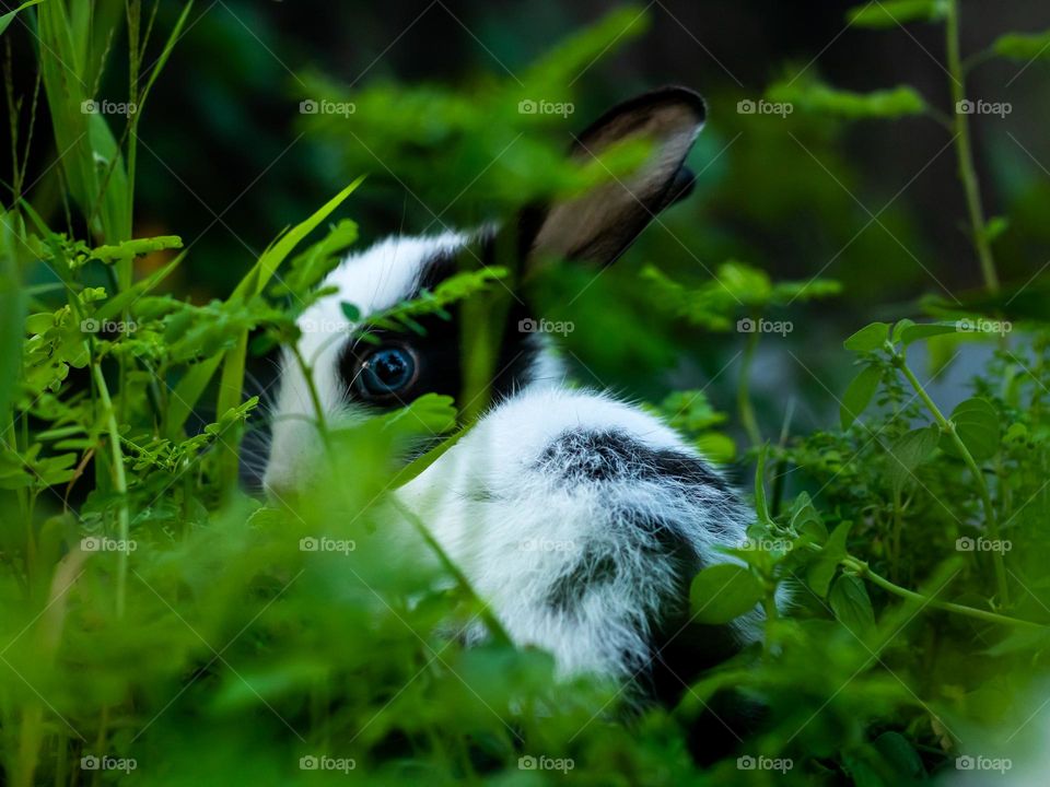 Cute Bunny