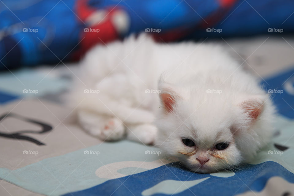 Cat, Cute, Portrait, Mammal, Pet