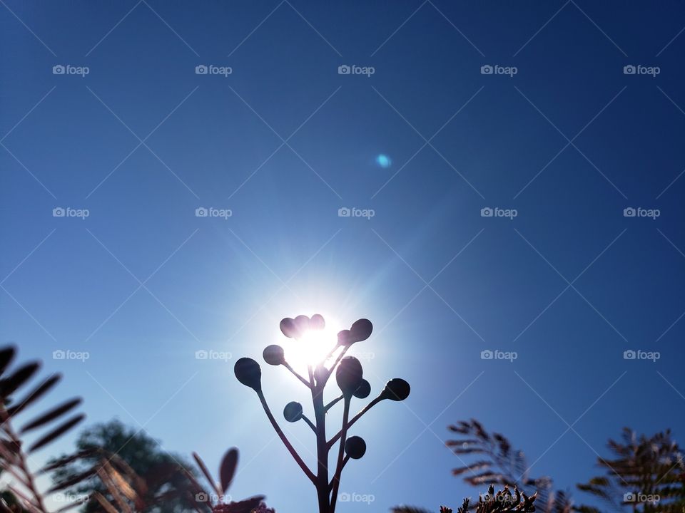 berries in the sun