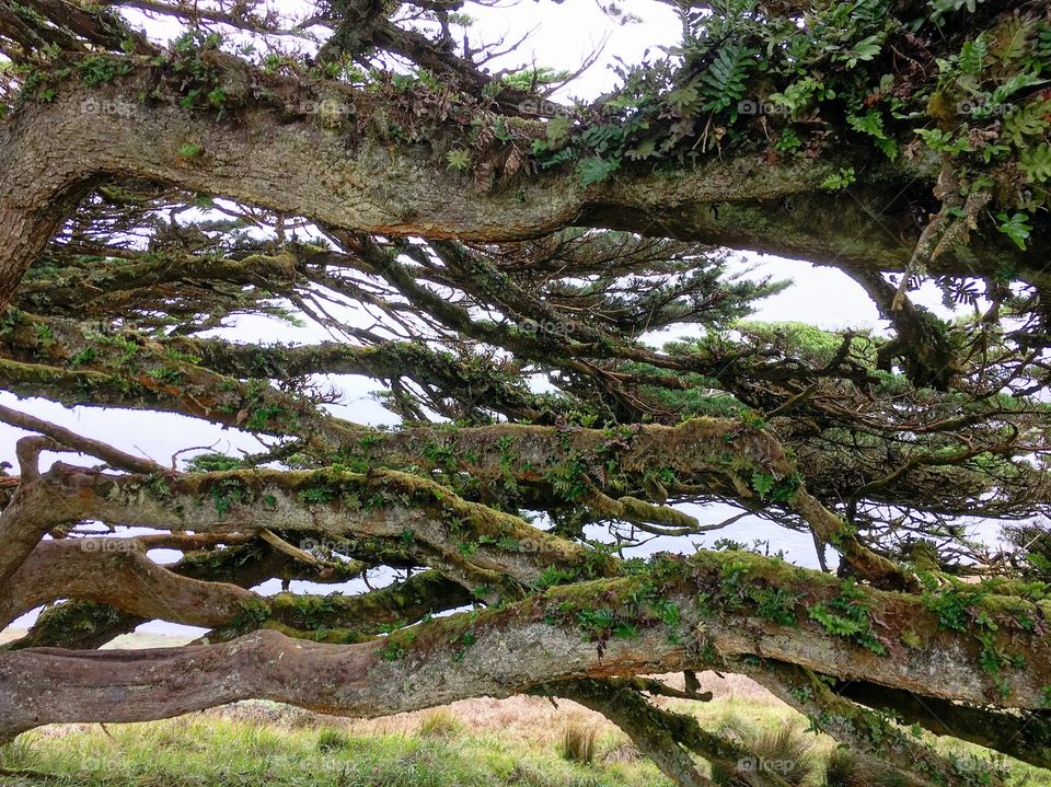 My first time seeing cypress trees. So beautiful. It's like the branches are like arms hugging each other. Point Reyes National Seashore in California.
