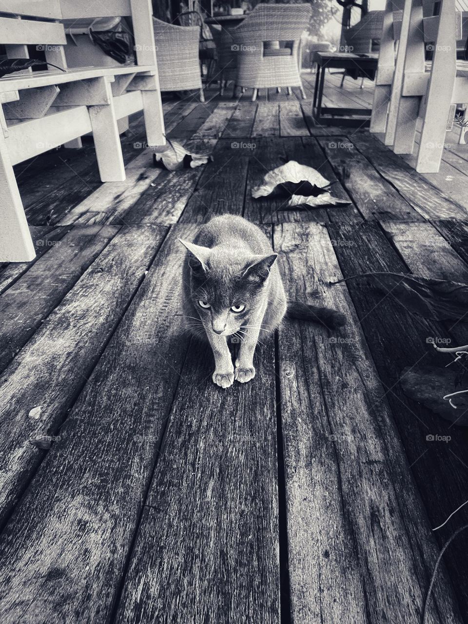 The cat sits and waits to welcome passers-by.