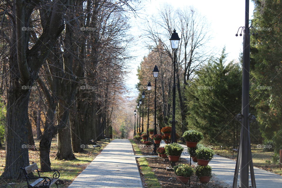 Perspective view of a public garden walkway with tall trees and tall lampposts in Autumn and flowers in pots