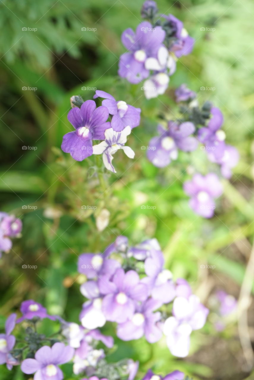 Common Thyme 
Spring 
California flowers