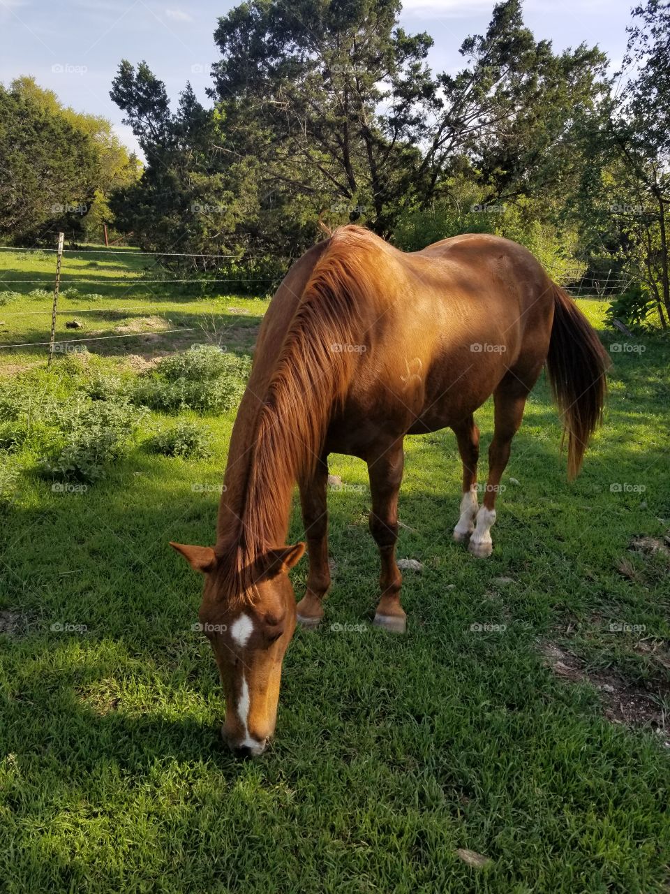 Brown horse with white blaze munches on some grass in Texas.