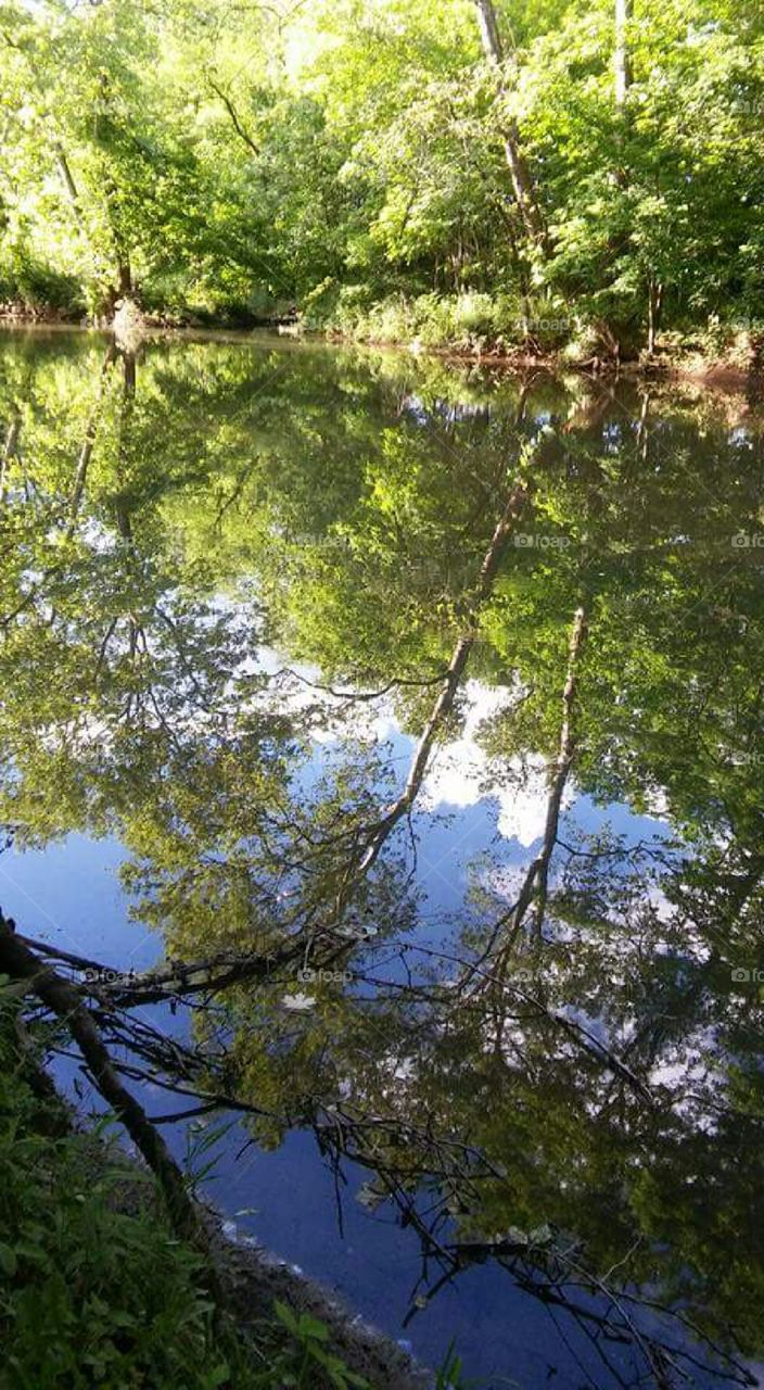 reflection trees sky water pretty