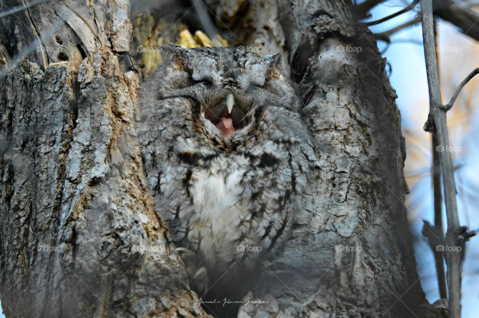 Screech Owl Yawning