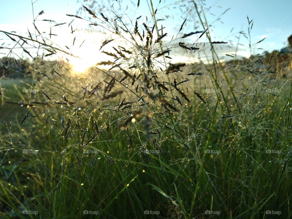 The photo of the grass and a sun.