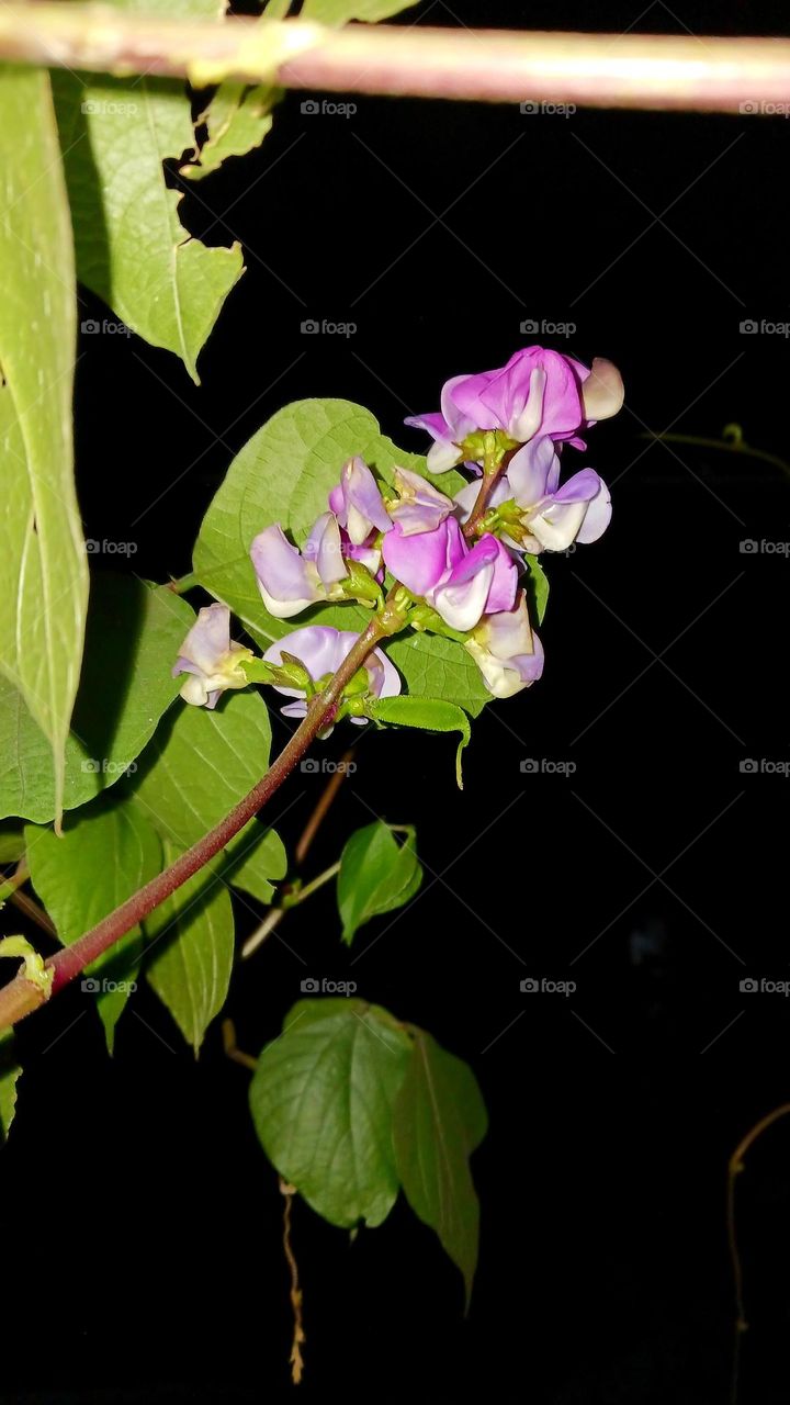 Purple Hyacinth Bean Flower