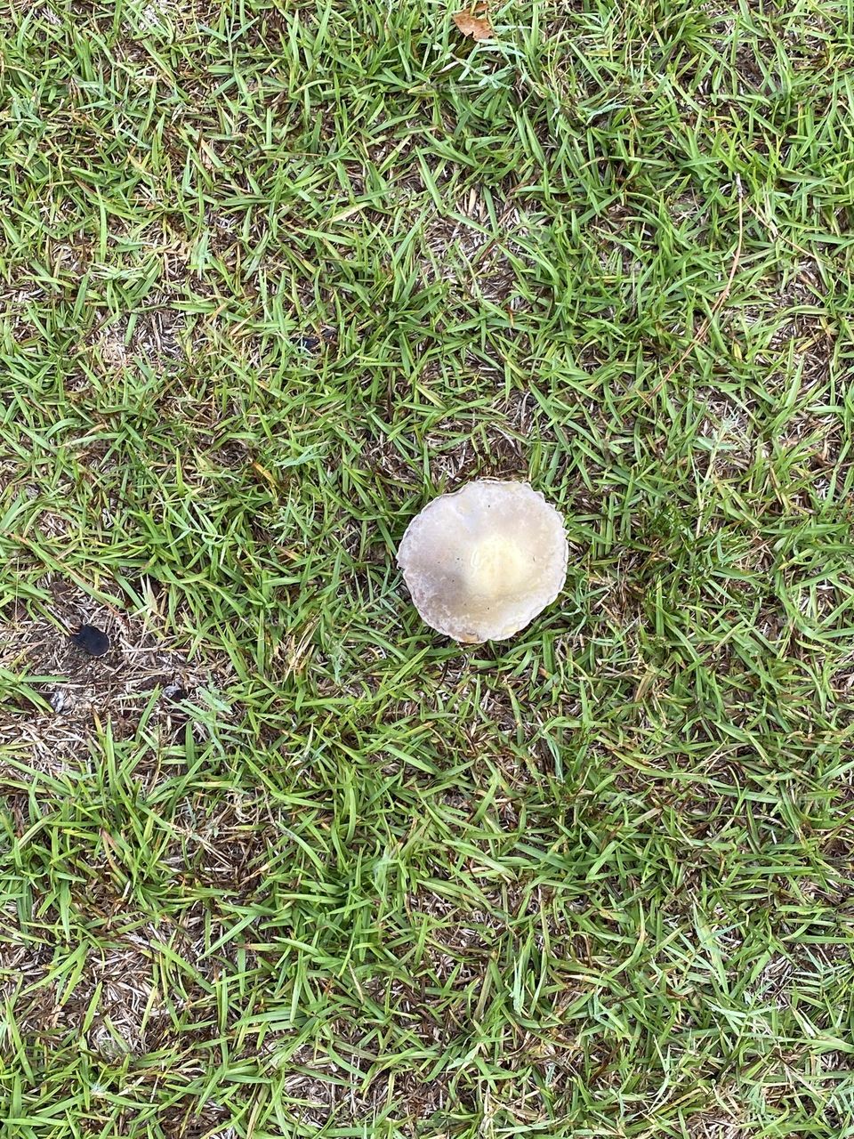 Gold top mushroom 