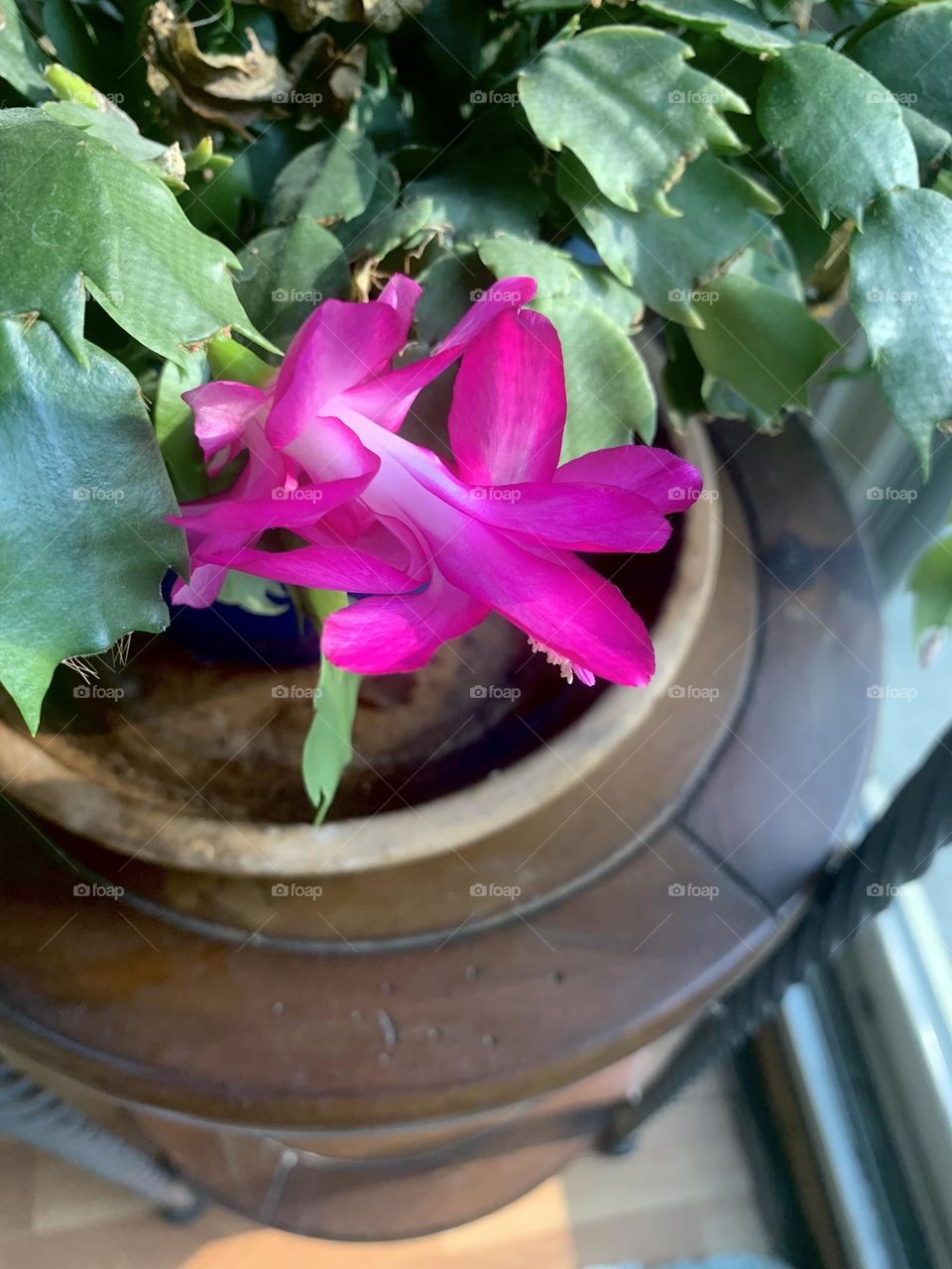 Christmas cactus 