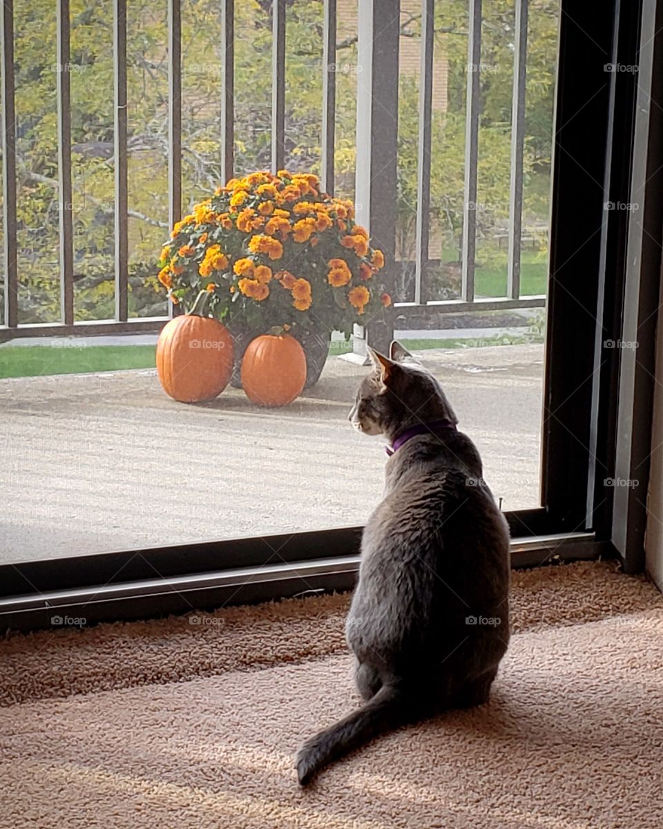 Autumn Cat