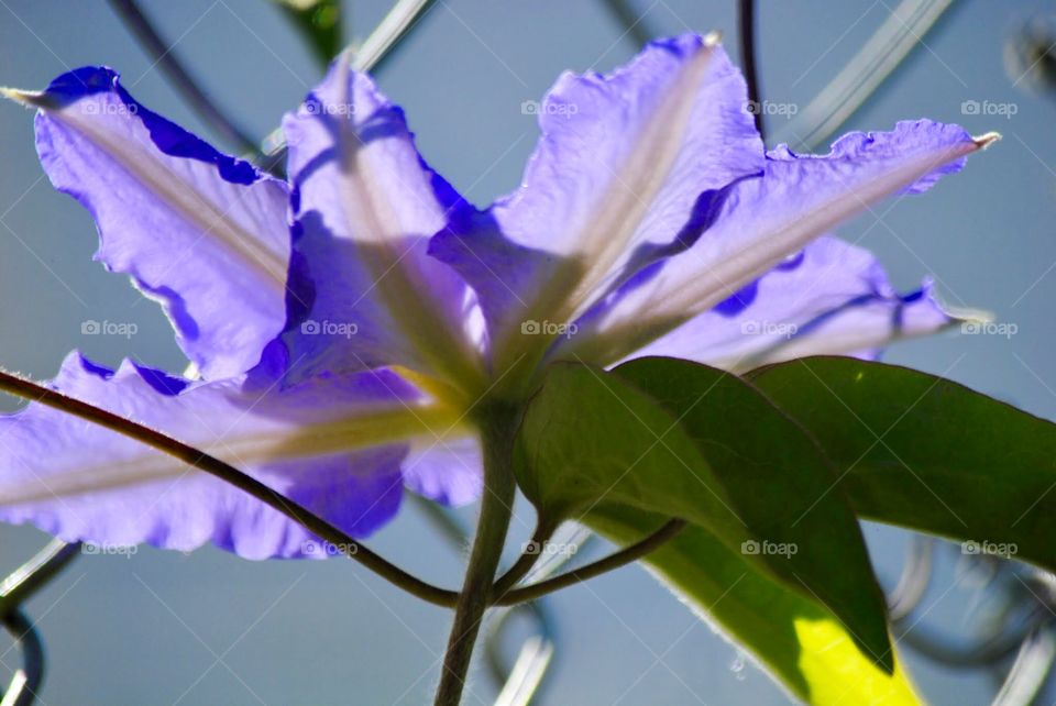 Shadows Seen Through the Delicate Petals 