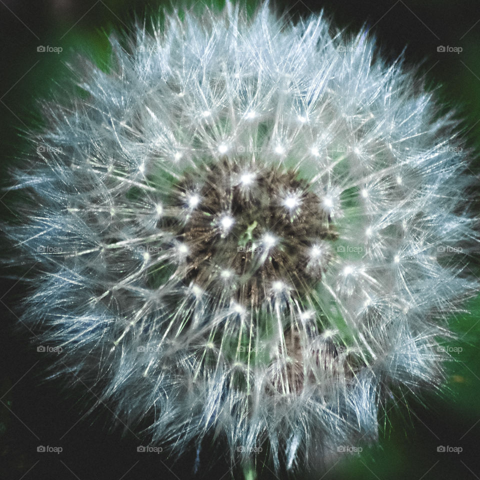 A portrait of a dandelion clock, in green and white