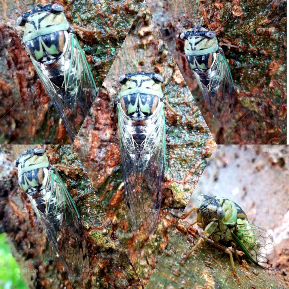 Cicada Collage