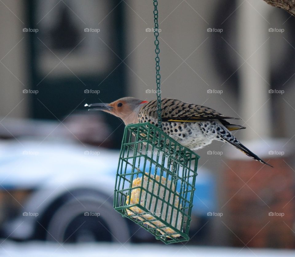northern flicker