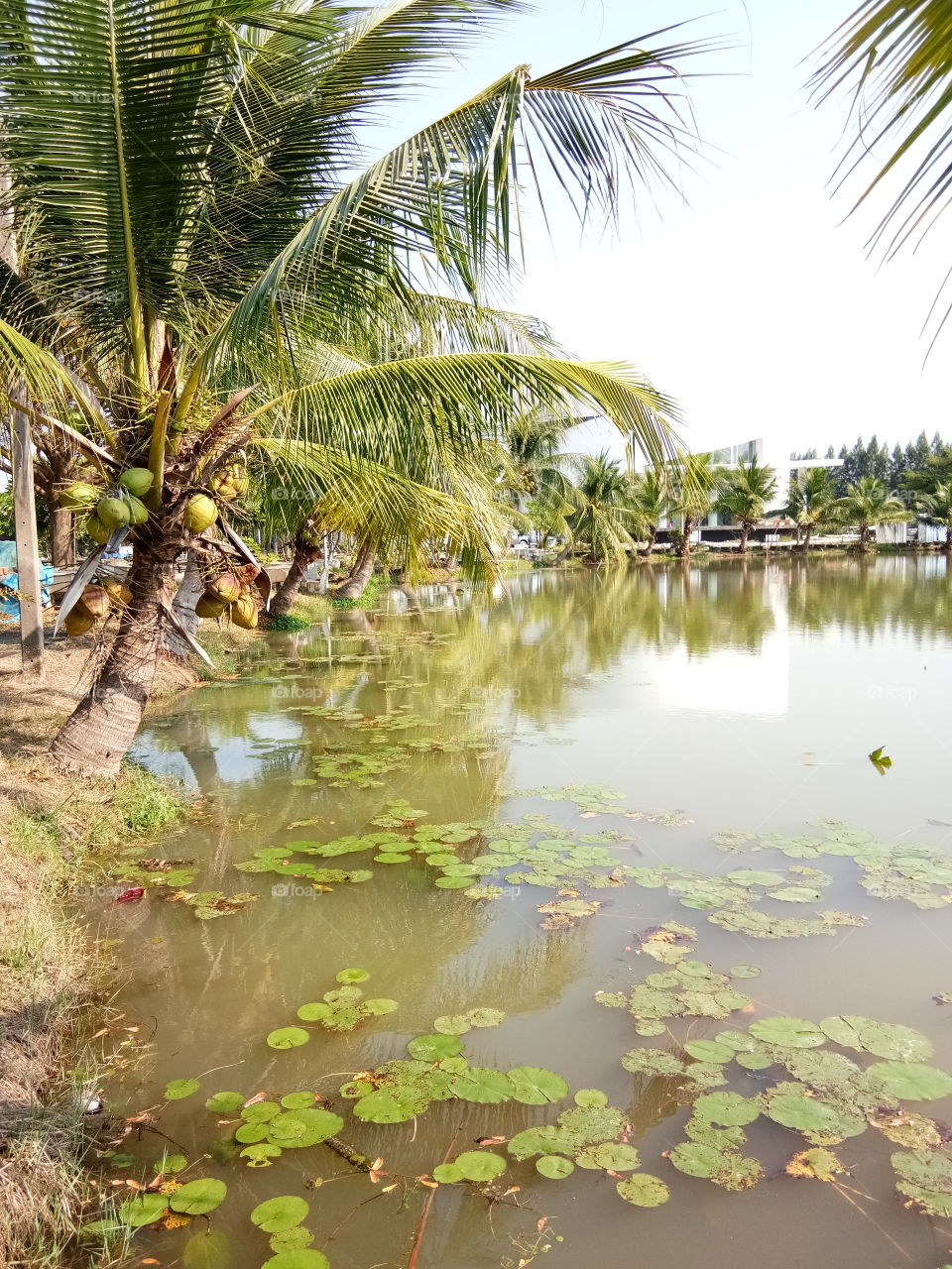 coconut
tree
lotus
lake
water