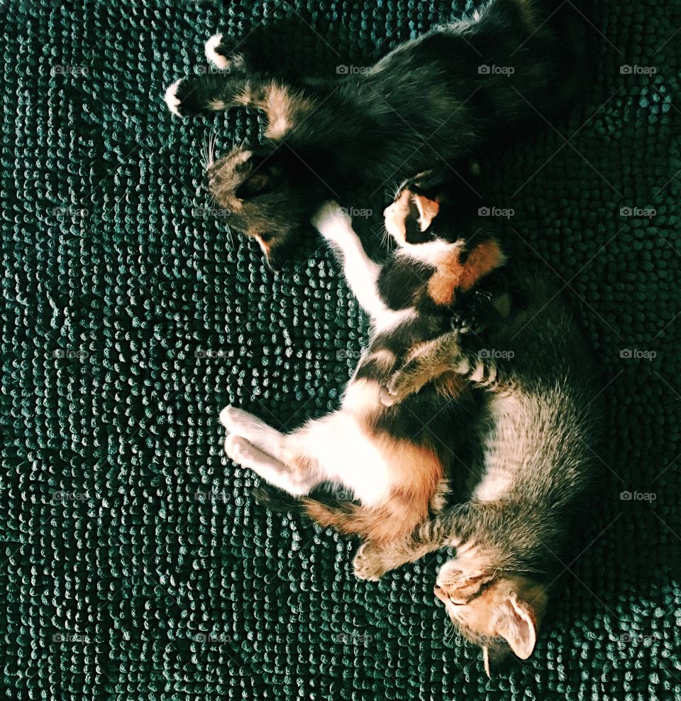 Sleepy kitten in the morning