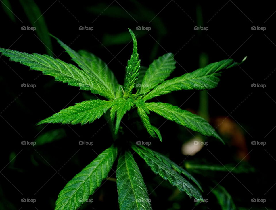 Cannabis plant