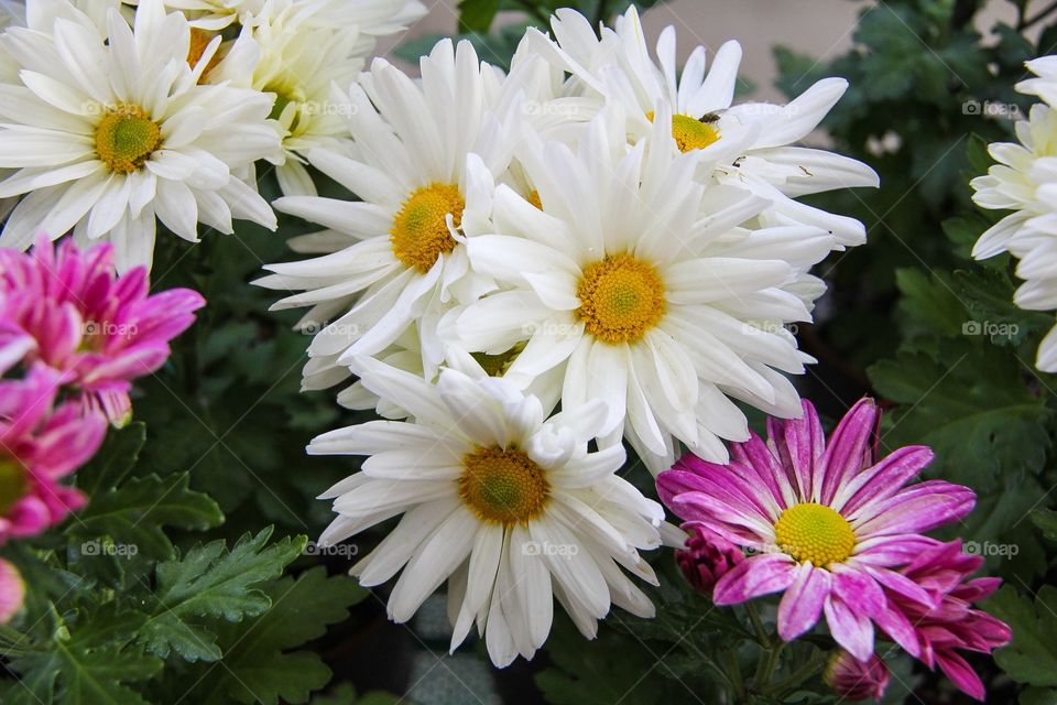 chrysanthemum flower