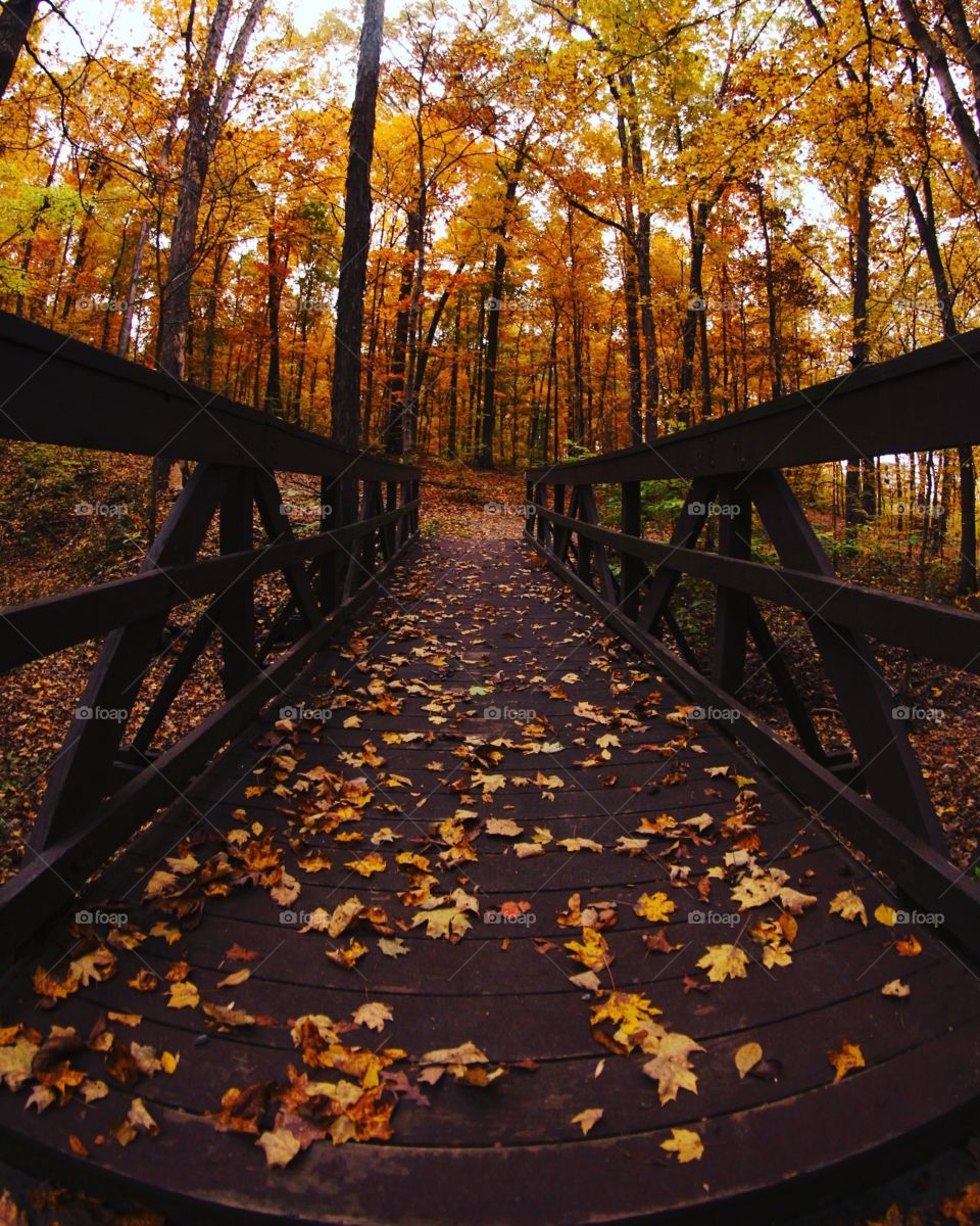Fall bridge 