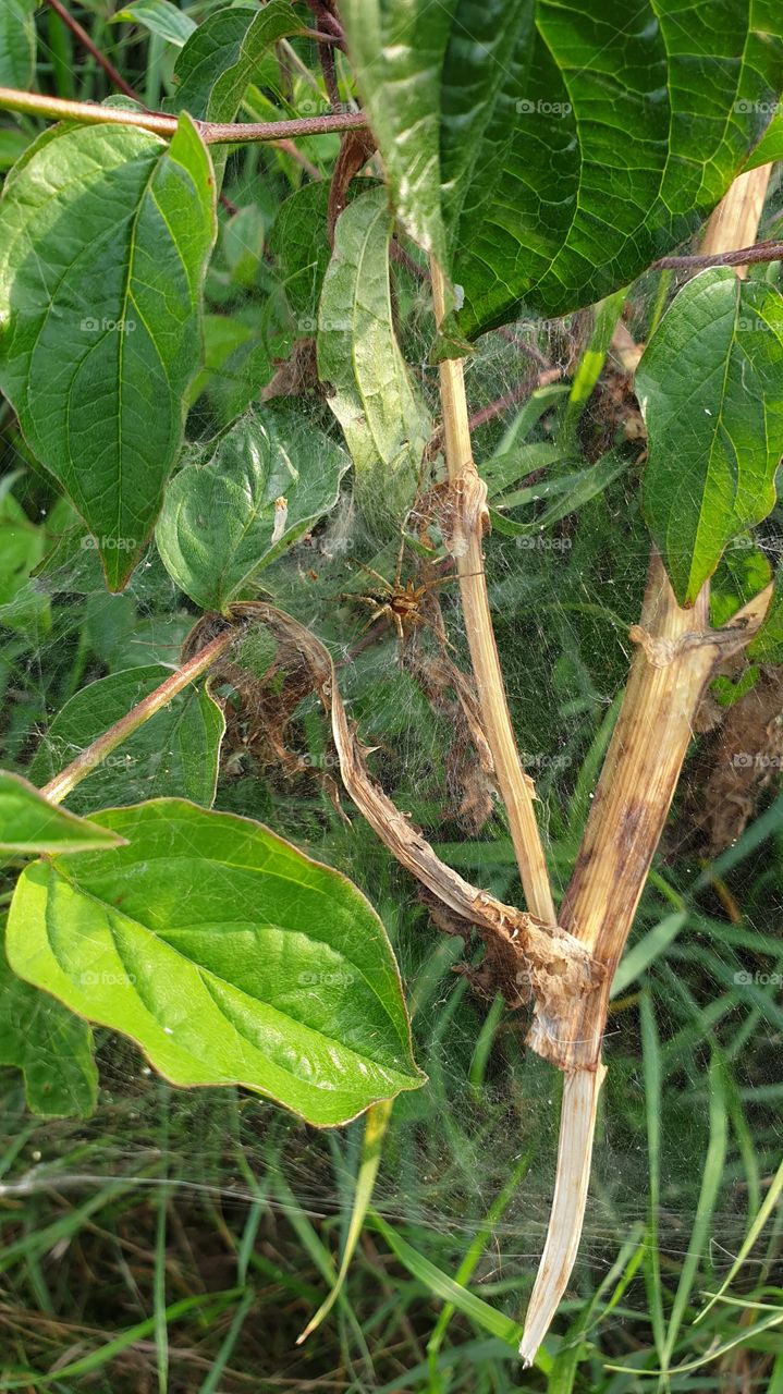 spider in web