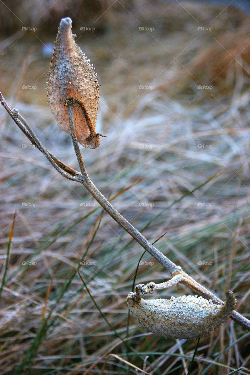 ice plant pod frost by kshapley