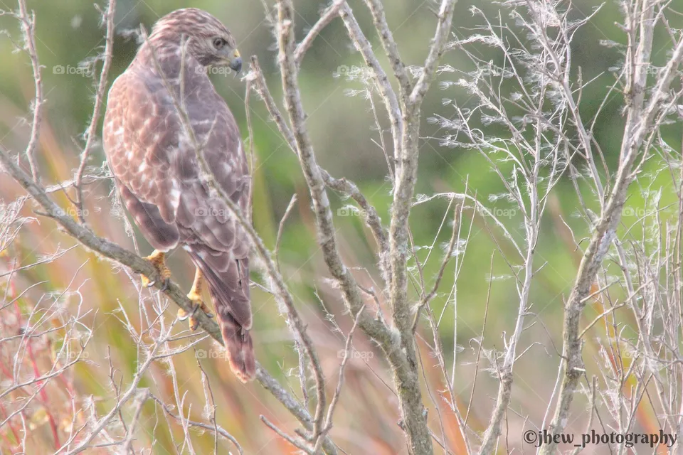 Hawk
