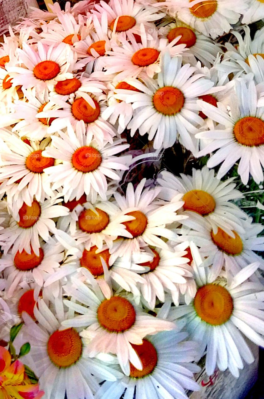 Flower, Floral, Decoration, Color, Nature