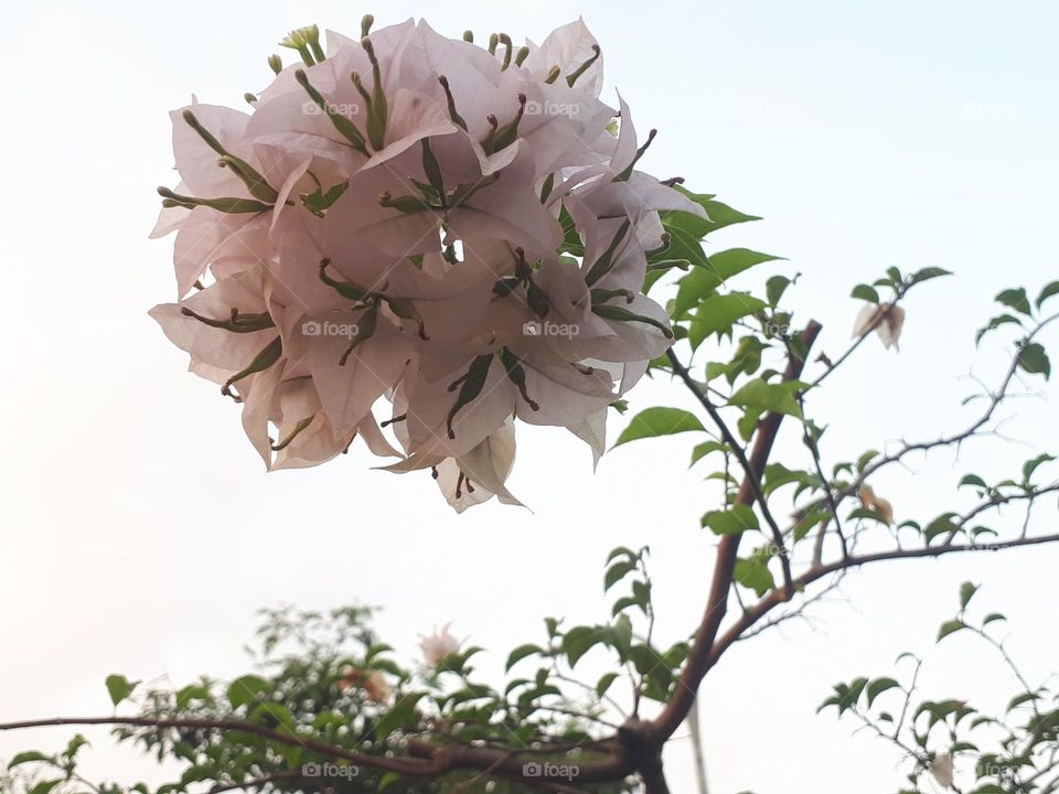 beauty flowers in the world